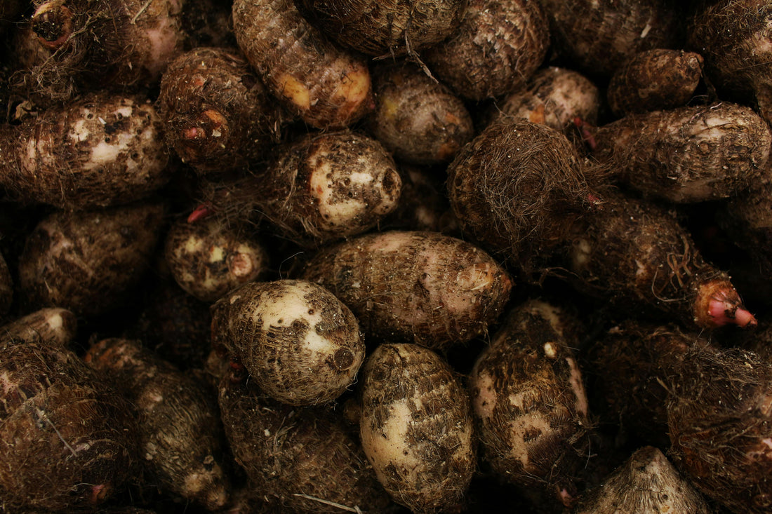 Is Malanga the Same as Taro Tiny Taco BK explores the differences