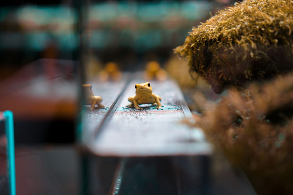 6 Big Reasons Why We Love Small Things